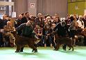 Crufts2010 1776